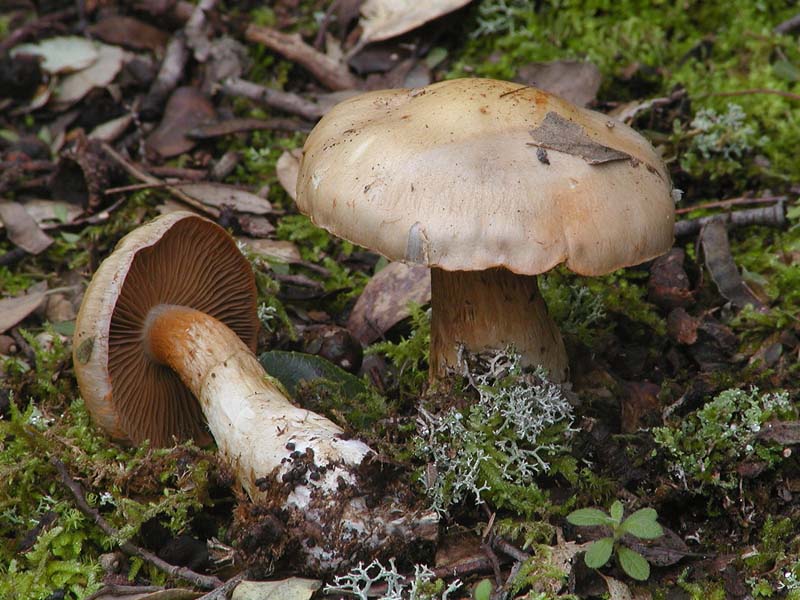 Cortinari nebrodensi (gruppo 3�)